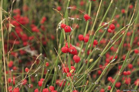Solupe (Ephedra ochreata)