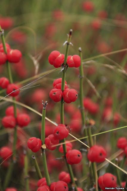 Solupe (Ephedra ochreata)