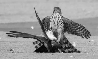 Los halcones nazis