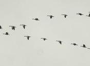 archibebes oscuros menos pajareros