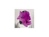 ZUARAZ recuperan debut espíritu canción popular latinoamericana