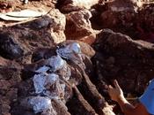 Argentina: científicos descubren dinosaurio grande hasta ahora