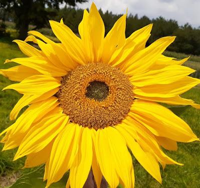 TRABAJA ICAMEX EN DOS VARIEDADES DE GIRASOL PARA SIEMBRA EN CLIMAS ADVERSOS TRABAJA ICAMEX EN DOS VARIEDADES DE GIRASOL PARA SIEMBRA EN CLIMAS ADVERSOS