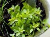 Plantas mismo recipiente