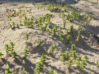 La arenaria de mar sobrevive en las playas a duras penas
