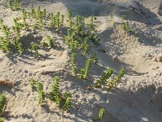 La arenaria de mar sobrevive en las playas a duras penas