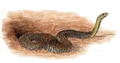 La red de la bastarda