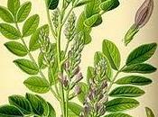 Soluciones para piel: Prueba extracto regaliz.