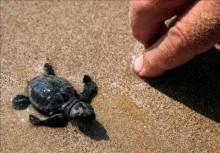 Ejemplares de tortuga boba liberados en el Parque Natural de Cabo de Gata - Níjar