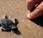 Ejemplares tortuga boba liberados Parque Natural Cabo Gata Níjar
