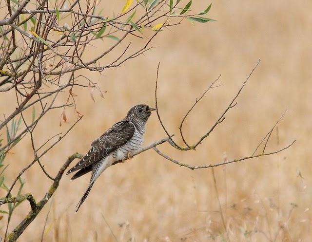 ZOLINA-BALSA Y CAMINOS Y EL CUCO-CUCULUS CANORUS