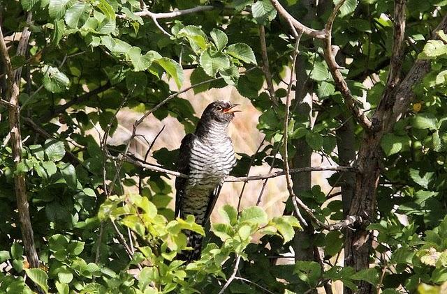 ZOLINA-BALSA Y CAMINOS Y EL CUCO-CUCULUS CANORUS