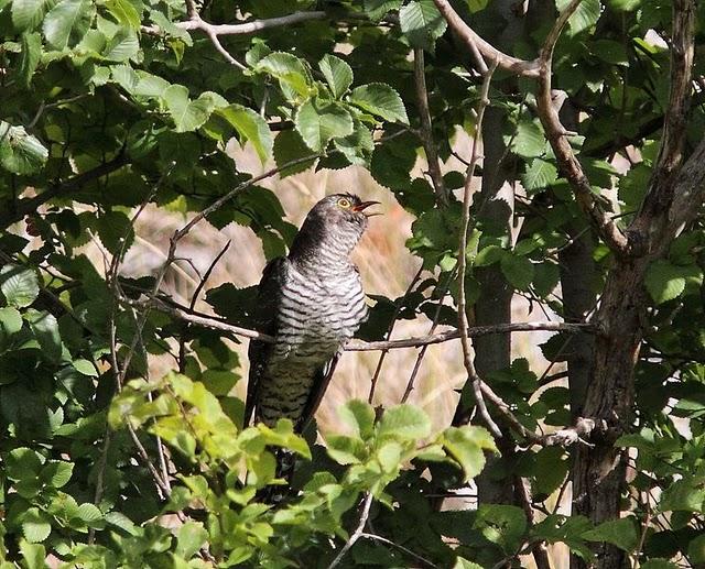 ZOLINA-BALSA Y CAMINOS Y EL CUCO-CUCULUS CANORUS