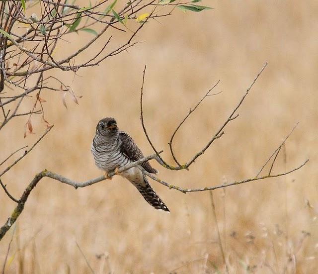 ZOLINA-BALSA Y CAMINOS Y EL CUCO-CUCULUS CANORUS