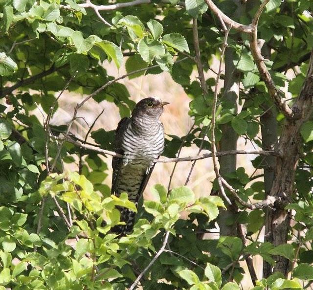 ZOLINA-BALSA Y CAMINOS Y EL CUCO-CUCULUS CANORUS