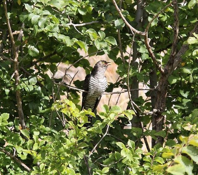 ZOLINA-BALSA Y CAMINOS Y EL CUCO-CUCULUS CANORUS
