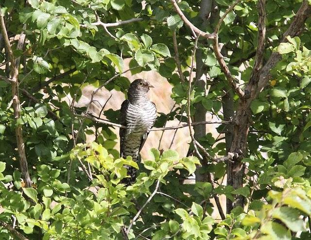 ZOLINA-BALSA Y CAMINOS Y EL CUCO-CUCULUS CANORUS