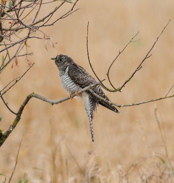 ZOLINA-BALSA Y CAMINOS Y EL CUCO-CUCULUS CANORUS