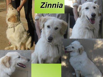 Ayuda a Zinnia, es demasiado joven para morir así !! Alcañiz, (Teruel)