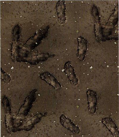 El creacionismo deja huella