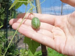 Melón Más Pequeño, Pepquino