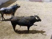 Mejoras corrales Malagueta