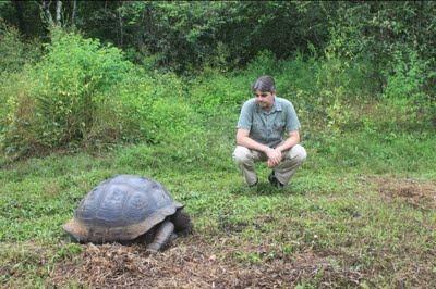 Lagartos, iguanas, tortugas y la evolución abofeteandote la cara