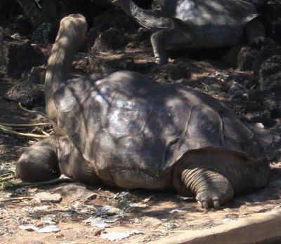 Lagartos, iguanas, tortugas y la evolución abofeteandote la cara