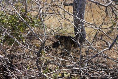 Lagartos, iguanas, tortugas y la evolución abofeteandote la cara