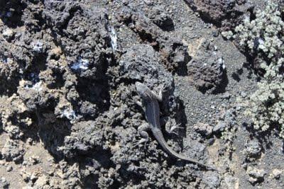 Lagartos, iguanas, tortugas y la evolución abofeteandote la cara