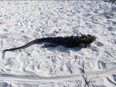 Lagartos, iguanas, tortugas y la evolución abofeteandote la cara