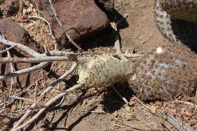 Lagartos, iguanas, tortugas y la evolución abofeteandote la cara