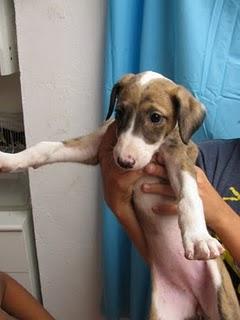 MAMA GALGA Y SUS 3 CACHORRAS DE APENAS DOS MESES SUPER URGENTES, MIRAD DONDE ESTAN-TOLEDO