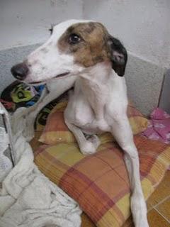 MAMA GALGA Y SUS 3 CACHORRAS DE APENAS DOS MESES SUPER URGENTES, MIRAD DONDE ESTAN-TOLEDO