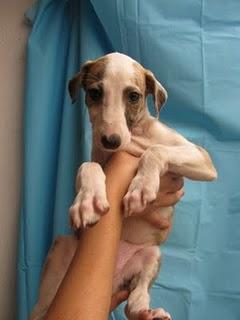 MAMA GALGA Y SUS 3 CACHORRAS DE APENAS DOS MESES SUPER URGENTES, MIRAD DONDE ESTAN-TOLEDO