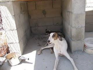 MAMA GALGA Y SUS 3 CACHORRAS DE APENAS DOS MESES SUPER URGENTES, MIRAD DONDE ESTAN-TOLEDO