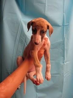 MAMA GALGA Y SUS 3 CACHORRAS DE APENAS DOS MESES SUPER URGENTES, MIRAD DONDE ESTAN-TOLEDO