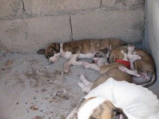 MAMA GALGA Y SUS 3 CACHORRAS DE APENAS DOS MESES SUPER URGENTES, MIRAD DONDE ESTAN-TOLEDO