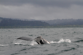 Temporada de Ballenas en el Pacífico Colombiano