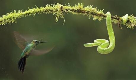 El Colibri contra la Vibora, mejor fotografia de la naturaleza