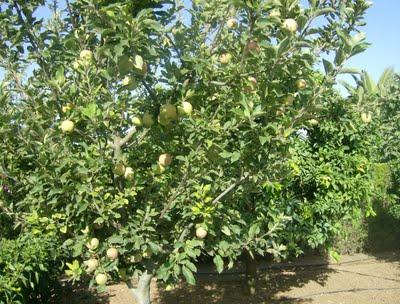 MANZANAS ROJAS, OTRA FRUTA MAS