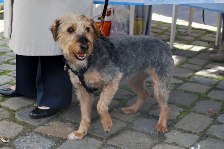 Algunos viejos conocidos, hoy adoptados en Bélgica ( I)