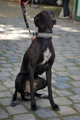 Algunos viejos conocidos, hoy adoptados en Bélgica ( I)