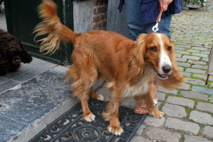 Algunos viejos conocidos, hoy adoptados en Bélgica ( I)