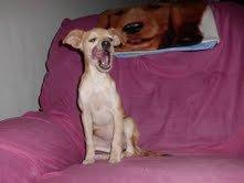 La podenquita de Paterna , acogida, mirad que guapa es