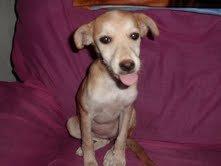 La podenquita de Paterna , acogida, mirad que guapa es