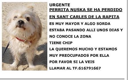 Nuska perrita perdida en Sant Carles de la Rapita. URGENTE!!