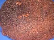 COCINA: Brownie microondas