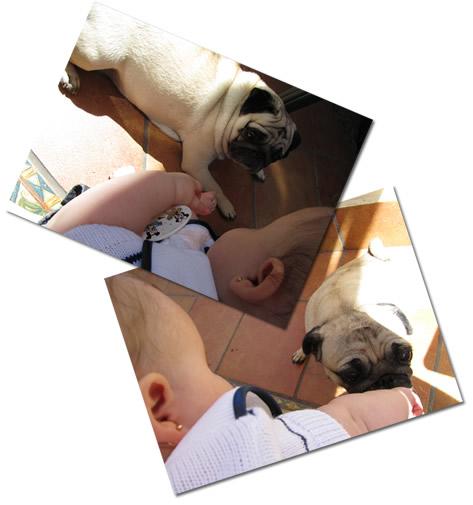 Bebés y perros