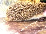 Vivir monte casi 1200 metros altitud provoca veces...